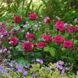 DEEP SECRET 2025 (hybrid tea)